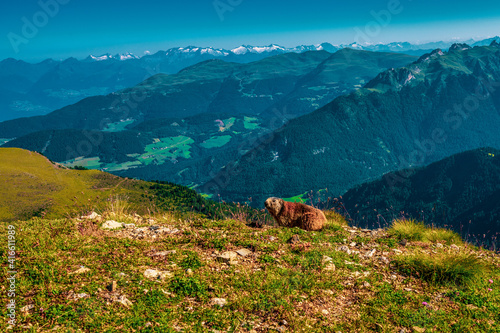 a marmot in the Dolomites, Italy.