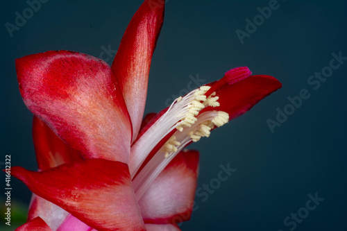 szlumberger, christmas cactus, clematis, zygocactus photo