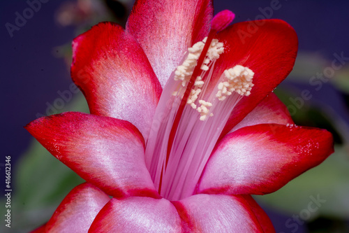 szlumberger, christmas cactus, clematis, zygocactus photo