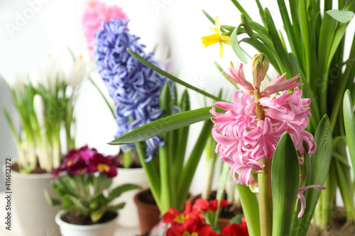 Different beautiful flowers on light background  closeup