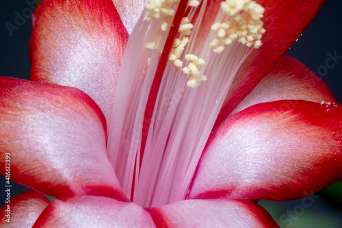 szlumberger, christmas cactus, clematis, zygocactus photo