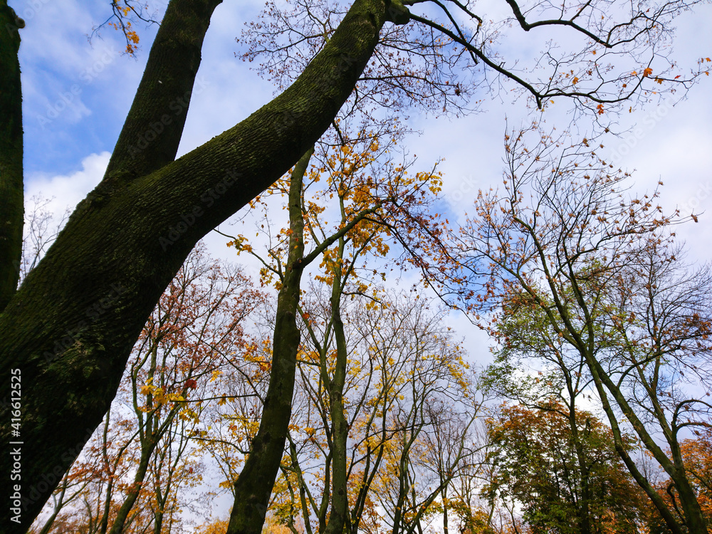 Look up autumn season tall dark trees with yellow and green leaves on blue sky with clouds, natural forest background Look up autumn season tall dark trees with yellow and green leaves on blue sky with clouds, natural forest background
