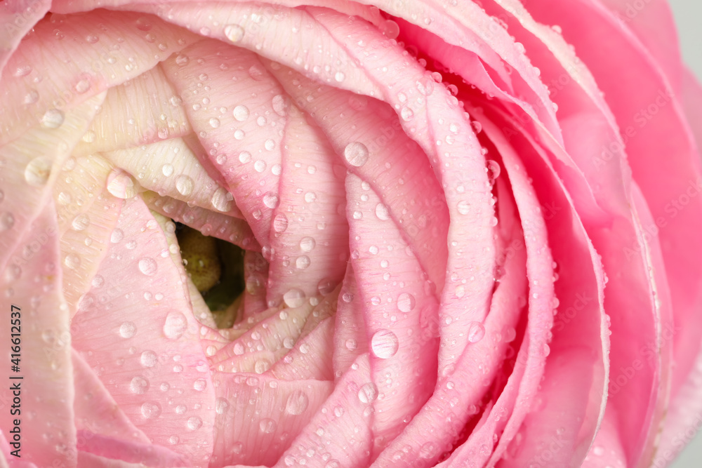 Closeup view of beautiful ranunculus flower with water drops Closeup view of beautiful ranunculus flower with water drops