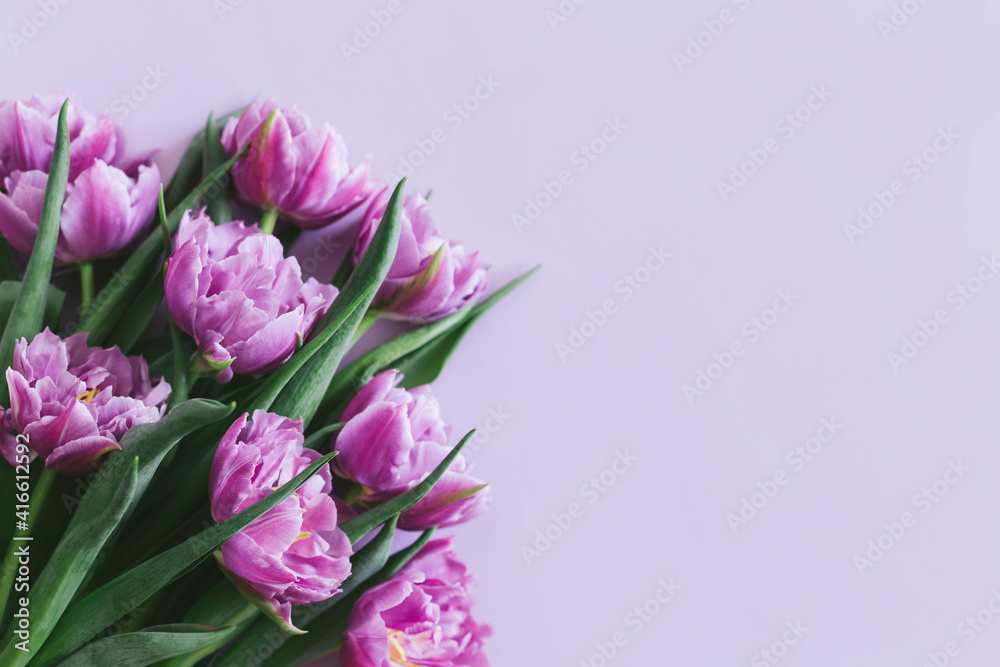 Obraz premium Tender violet tulips on pastel violet background. Greeting card for Women's day.