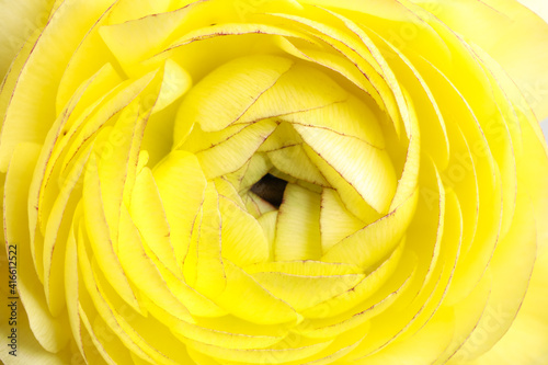Closeup view of beautiful delicate ranunculus flower
