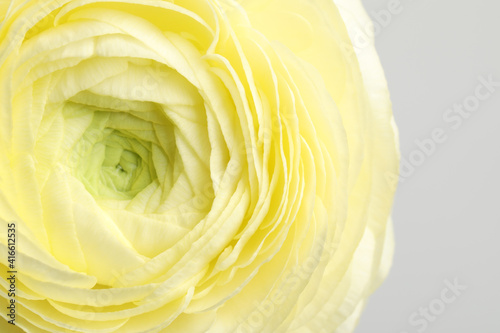 Closeup view of beautiful delicate ranunculus flower