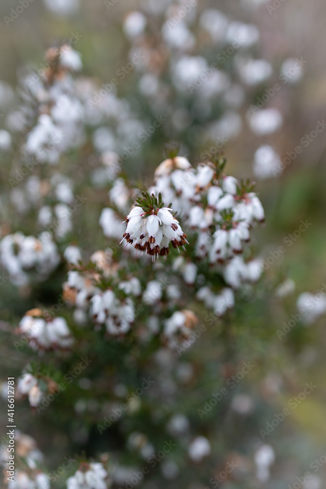 Bruyere des neiges