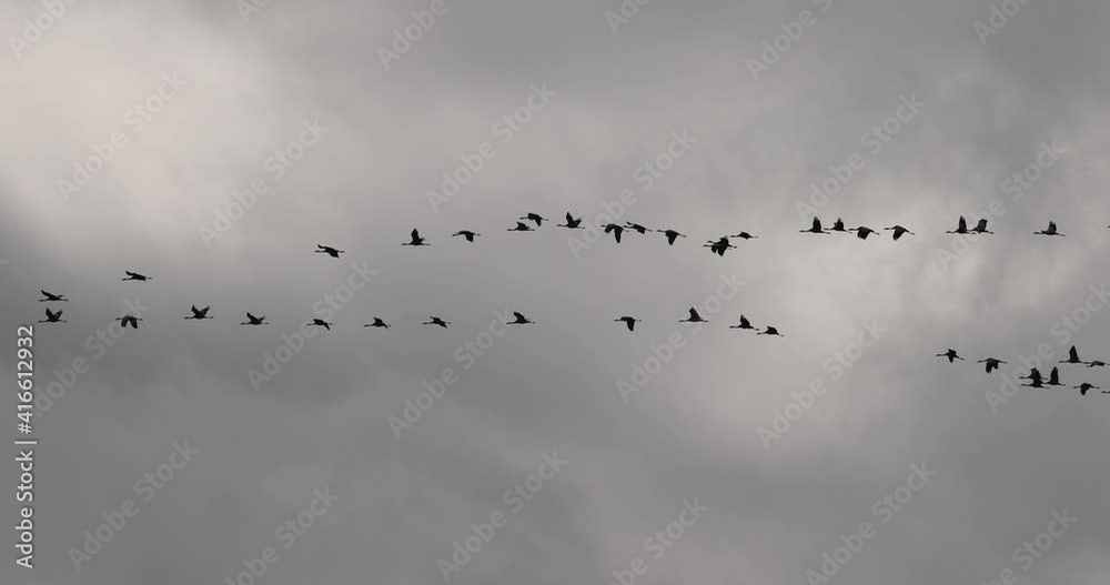 grue cendrée (Grus grus) en vol migratoire grue cendrée (Grus grus) en vol migratoire