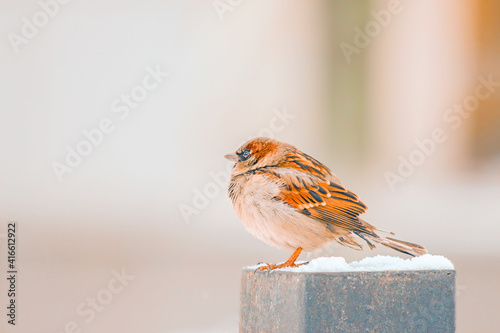 Frozen ruffled sparrow sitting on an iron pole covered with snow on a winter day