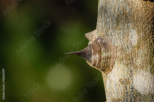 Zanthoxylum americanum, prickly ash, toothache tree, yellow tree, ground or Sichuan pepper. Tree trunk with thorns on blurred dark green background. Selective focus. Landscaped garden.