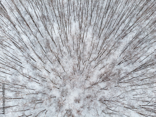 Bare deciduous trees tops aerial view from drone, tall forest covered in white snow. Winter cold natural background