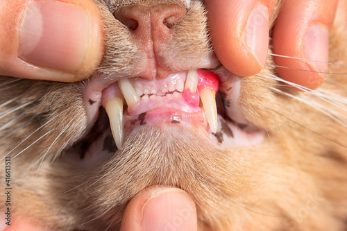 Cat with red, swollen an inflamed gums. Resorption of teeth in felines and gingivitis concept. Painful mouth and dental erosion. Chewing difficulties in cats. Comparison with healthy side gums.