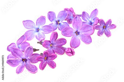 Lilac flowers isolated on a white background. Deep focus.