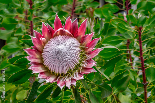 King Protea flower