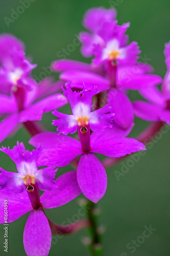 Orchid  Epidendrum