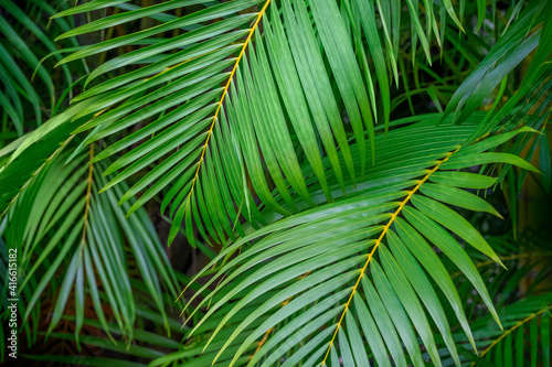 Palm fronds © Danita Delimont