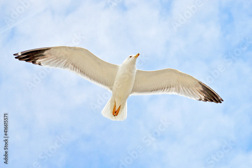Seagull flies against the blue sky 