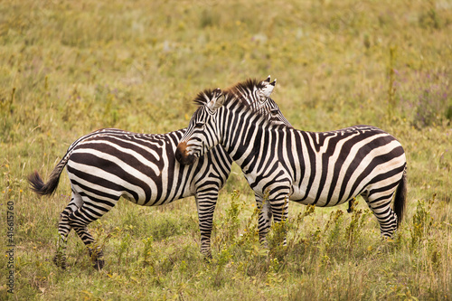 African zebras at beautiful landscape in the Ngorongoro National Park. Tanzania. Wild nature of Africa..