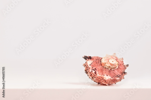 sea spiral shell on a light background, place for text, one of the series