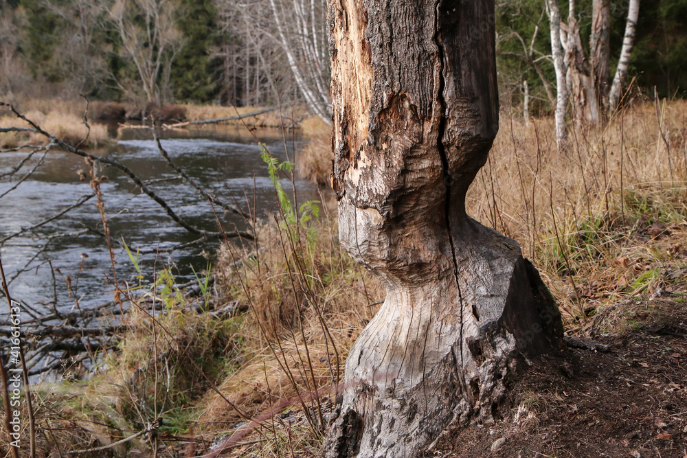 The detail of the tree trunk gnawed away by the beaver. Standing by the river, where they build their dams. The detail of the tree trunk gnawed away by the beaver. Standing by the river, where they build their dams.