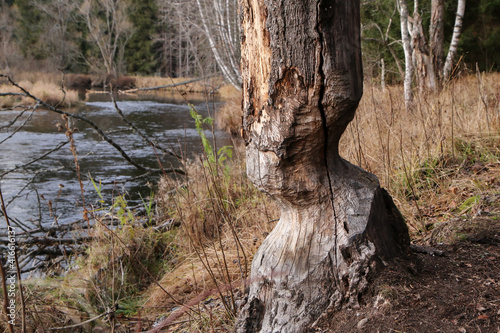 Obraz na plátně The detail of the tree trunk gnawed away by the beaver