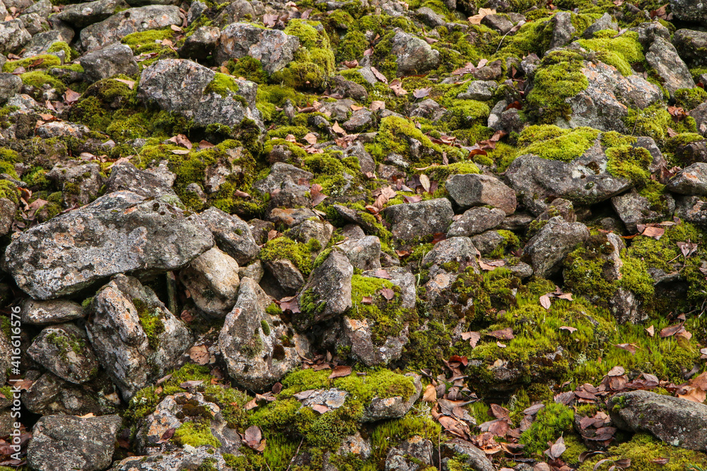 The old wall from the past times. Detail of the rocks covered by moss. 