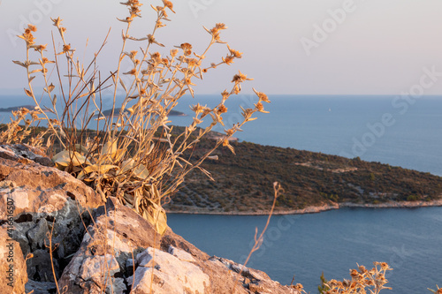 Leontopodium nivale on a rock.  Adriatic coast.  Croatia. Primošten. photo