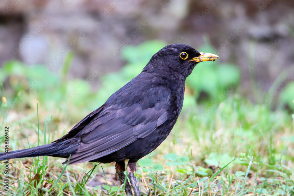 Blackbird male bird observing eating on grass. Black brown blackbird songbird sitting and eating insects and worms on garden with out of focus green bokeh background. Bird wildlife scene. Blackbird male bird observing eating on grass. Black brown blackbird songbird sitting and eating insects and worms on garden with out of focus green bokeh background. Bird wildlife scene.