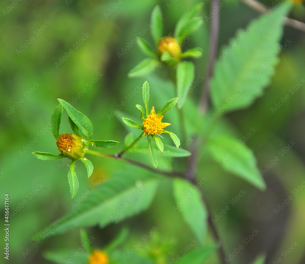 Flowering grass bur beggar-ticks (Bidens tripartita) Flowering grass bur beggar-ticks (Bidens tripartita)
