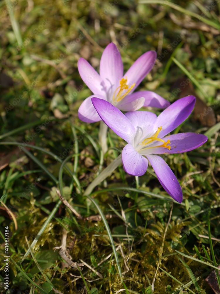 Krokus Krokus