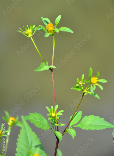 Flowering grass bur beggar-ticks (Bidens tripartita)