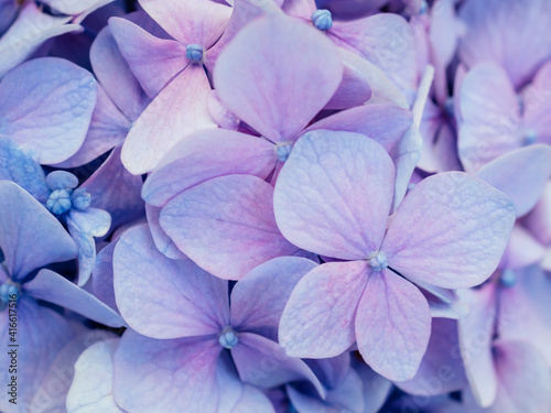 Abstract blue floral background. Purple hydrangea texture. Floral decor for presentation of natural cosmetics or perfume. Soft focus. Close up of vivid violet color flowers.  © Avalepsap