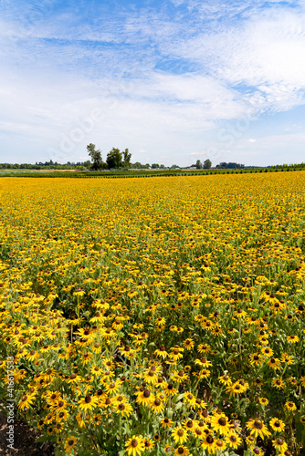 A field of Black Eyed susan flowers near Silverton, Oregon © Bob