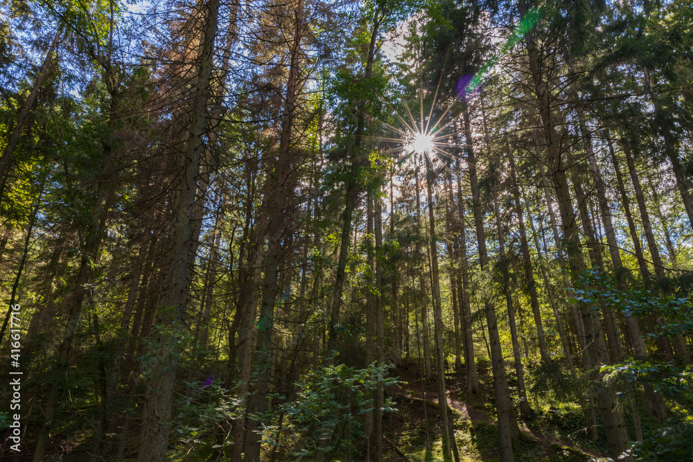Beautiful view over green tops of forest trees under sun rays. Beautiful nature backgrounds. Beautiful view over green tops of forest trees under sun rays. Beautiful nature backgrounds.