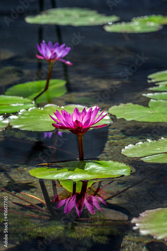 Waterlilies in pond