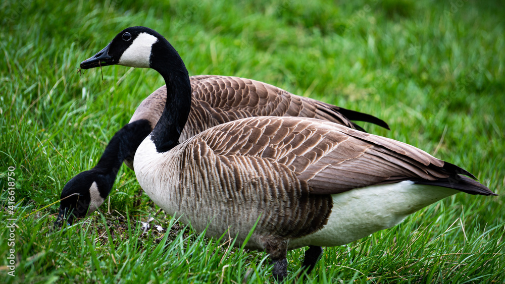 country goose on the grass country goose on the grass