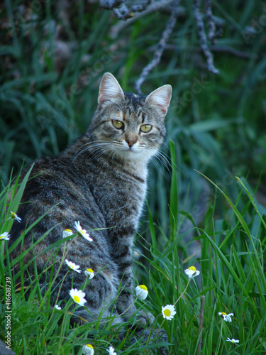 potrait of a beautiful cat in nature