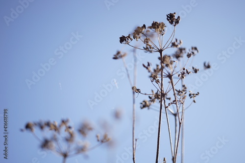 Dry autumn dill flowers in clear blue sky.