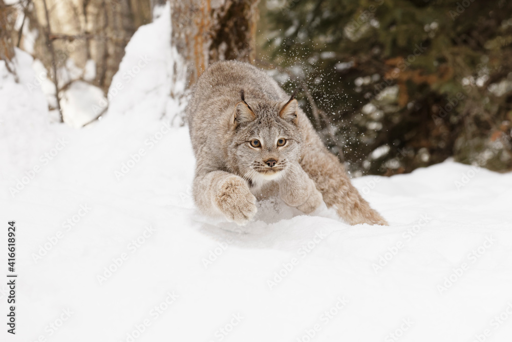 Canada lynx running in winter.