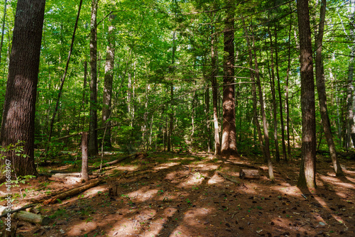 Mount Washington Forest in New Hampshire photo