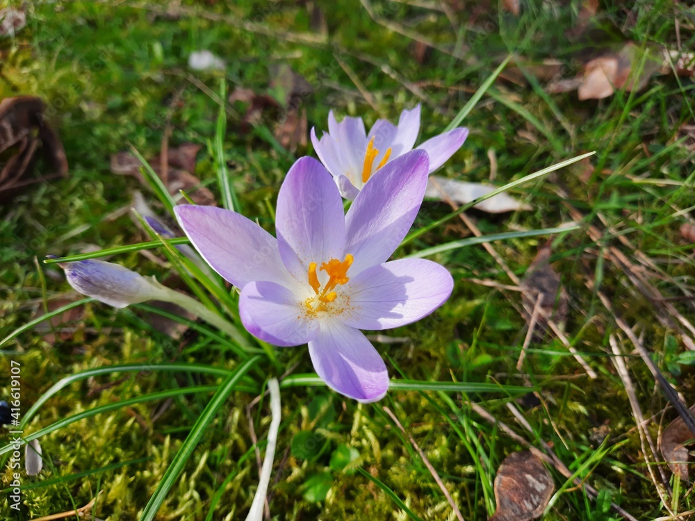 Crocus de Tommassini annonçant le printemps Crocus de Tommassini annonçant le printemps