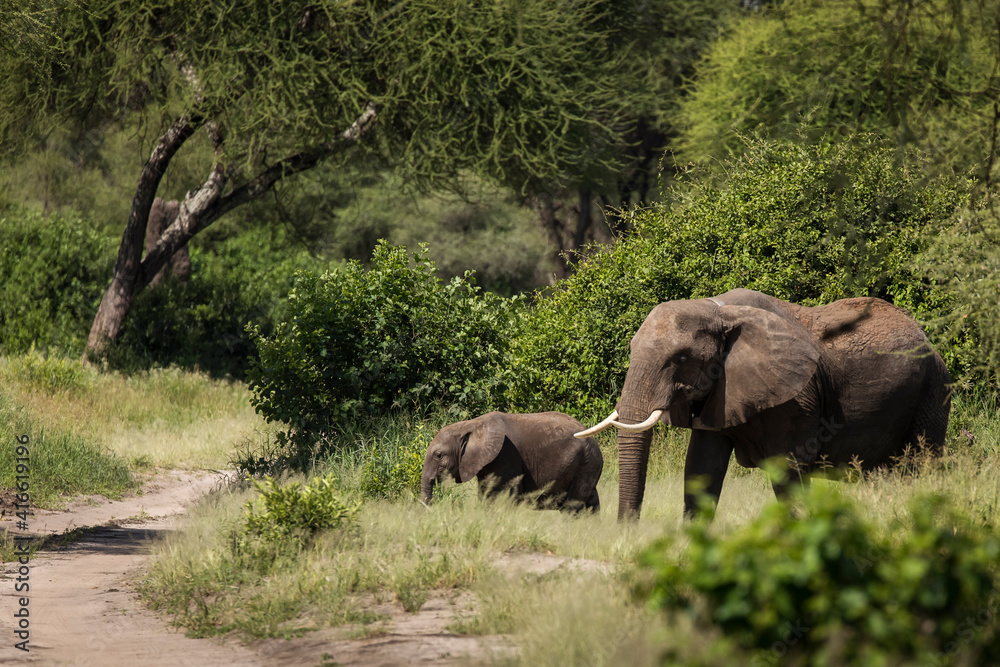Beautiful elephants during safari in Tarangire National Park, Tanzania.