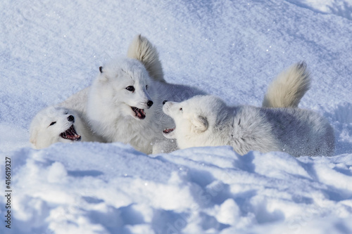 Arctic fox in winter.