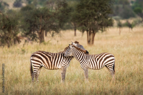 African zebras at beautiful landscape in the Serengeti National Park. Tanzania. Wild nature of Africa.