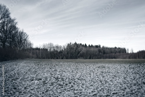 winter landscape with trees