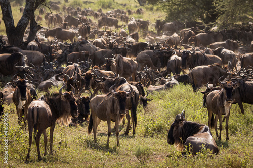 Photography Group of wildebeasts during safari in National Park of Serengeti, Tanzania