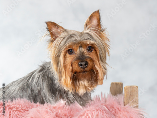 Australian silk terrier dog portrait. Image taken in a studio.