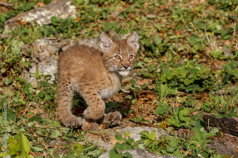 Obraz premium Juvenile Canada Lynx.