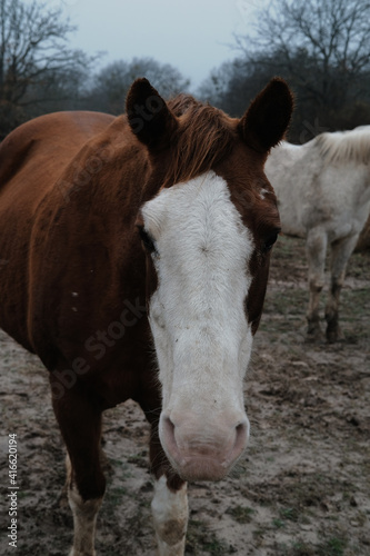 Foggy day portrait of old bald face mare horse close up.