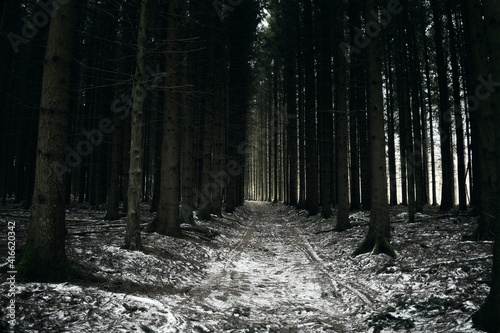 forest in winter